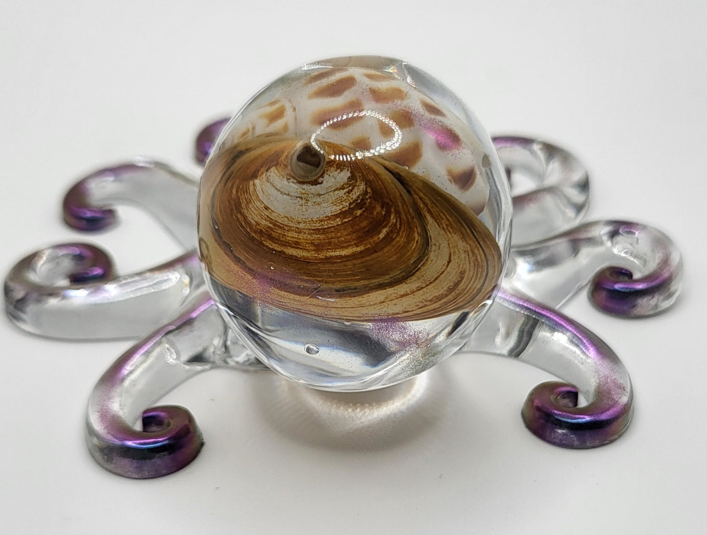 Poulpe Coquillages