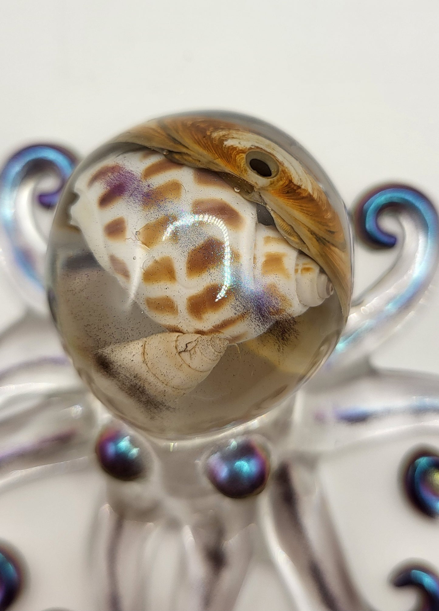 Poulpe Coquillages